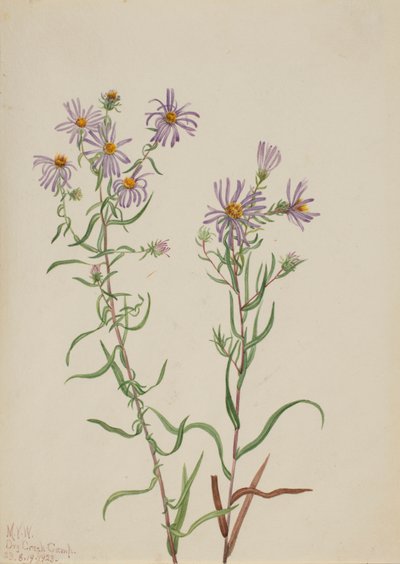 Prairie Aster Aster campestris, 1923. od Mary Vaux Walcott
