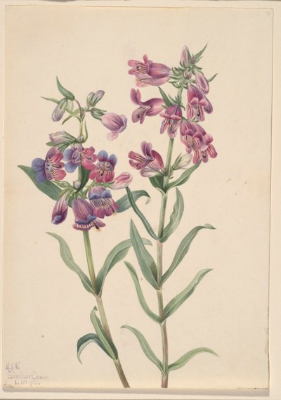 Pentstemon prérijní (Pentstemon erianthera) od Mary Vaux Walcott