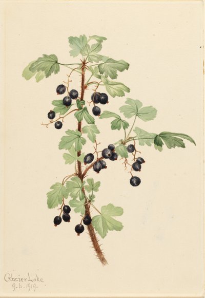 Rybíz pichlavý (Ribes lacustre) od Mary Vaux Walcott