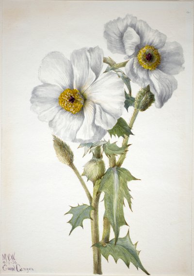 Prickly Poppy Argemone hispeda, 1936. od Mary Vaux Walcott