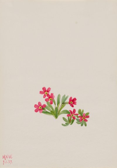 Prvosenka úzkolistá (Primula angustifolia) od Mary Vaux Walcott