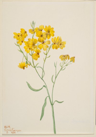 Psilostrophe sparsiflora od Mary Vaux Walcott