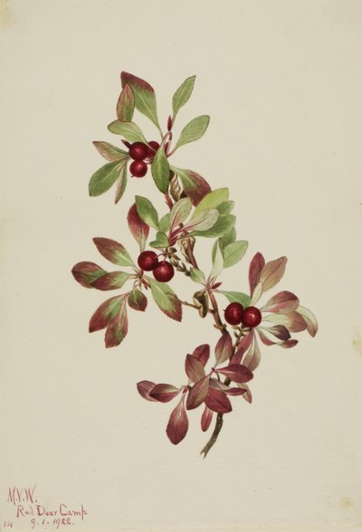 Ptáčník alpský (Arctous alpina) od Mary Vaux Walcott