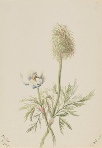 Pulsatilla occidentalis od Mary Vaux Walcott