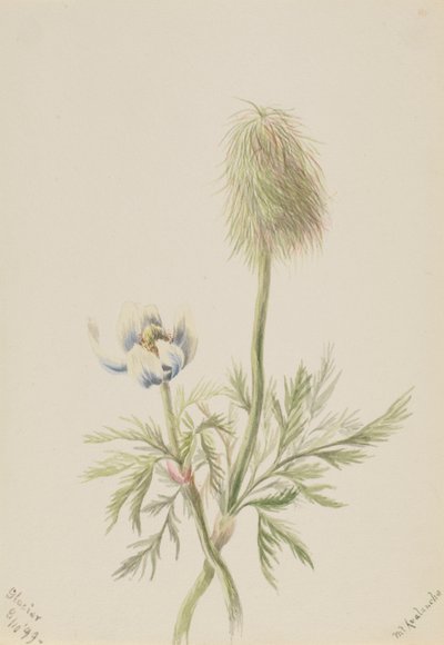 Pulsatilla occidentalis, 1899 od Mary Vaux Walcott