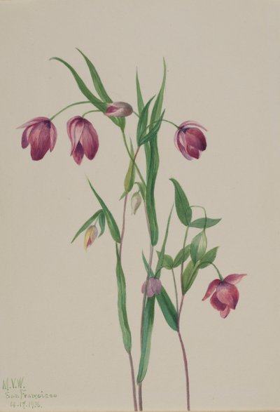 Fialová lucerna (Calochortus anoenum) od Mary Vaux Walcott