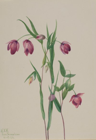 Lucerna fialové víly Calochortus anoenum, 1936. od Mary Vaux Walcott