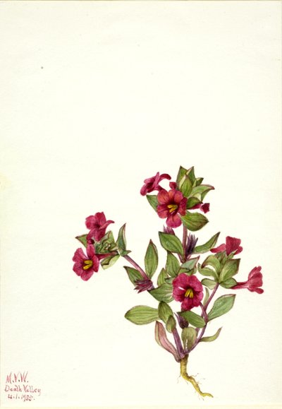 Opičí květina fialová (Mimulus bigelovii) od Mary Vaux Walcott