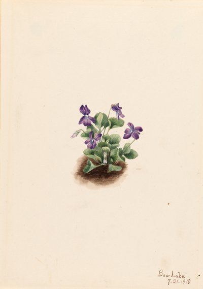 Fialová horská fialová Viola adunca, 1918. od Mary Vaux Walcott