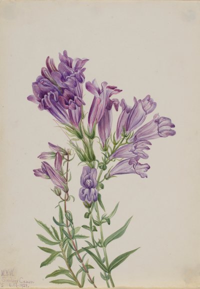 Pentstemon fialový (Pentstemon lyallii) od Mary Vaux Walcott