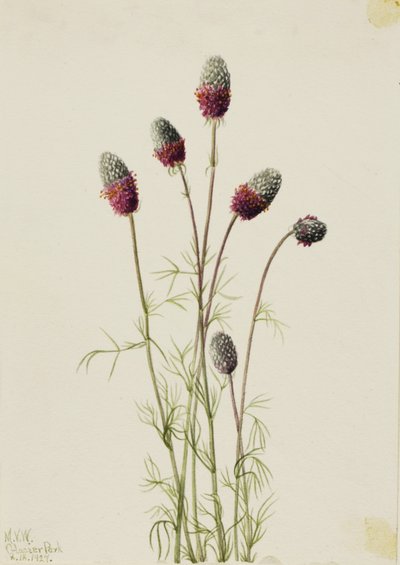 Préřovník nachový (Petalostemon purpureum) od Mary Vaux Walcott