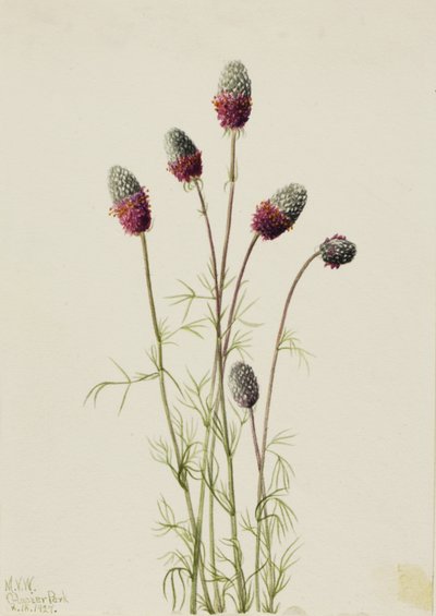 Purple Prairieclover Petalostemon purpureum, 1927 od Mary Vaux Walcott