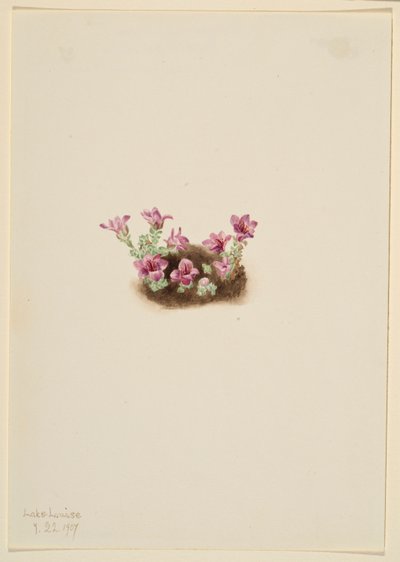 Lomikámen fialový (Saxifrage oppositifolia) od Mary Vaux Walcott