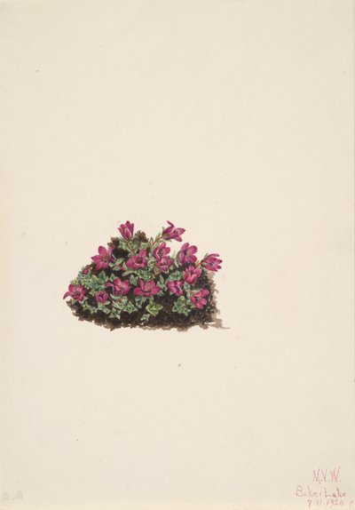 Lomikámen nachový Saxifraga oppositifolia, 1924. od Mary Vaux Walcott
