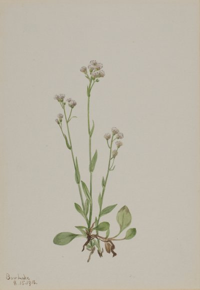 Kočičky (Antennaria racemosa) od Mary Vaux Walcott