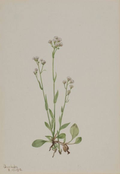 Pussy-Toes Antennaria racemosa, 1918. od Mary Vaux Walcott