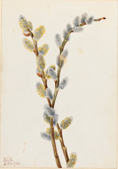 Pussy Willow Salix discolor, 1920. od Mary Vaux Walcott