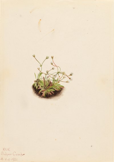 Androsace trpasličí (Androsace subumbellata) od Mary Vaux Walcott