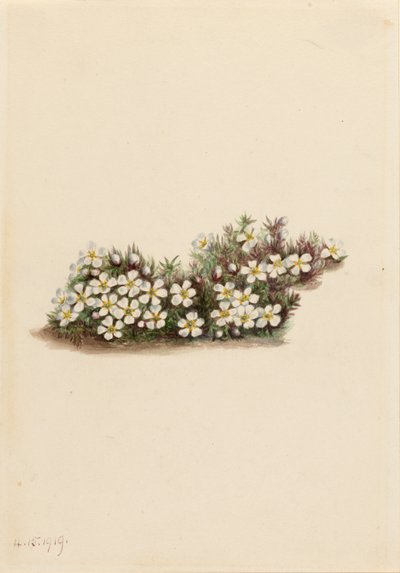 Pyxie (Pyxidanthera barbulata) od Mary Vaux Walcott