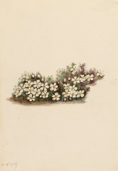 Pyxie Pyxidanthera barbulata, 1919. od Mary Vaux Walcott