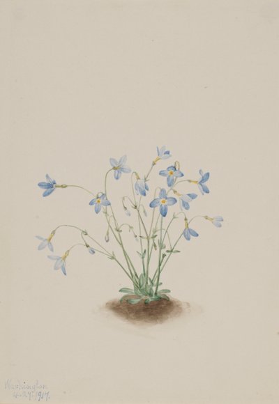 Quakerladies (Houstonia caerulea) od Mary Vaux Walcott