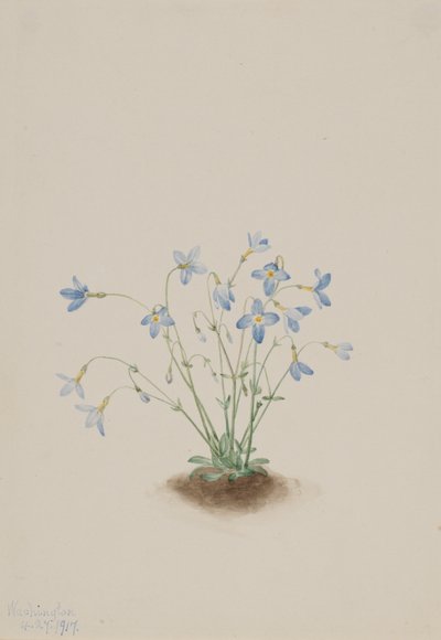 Quakerladies Houstonia caerulea, 1917. od Mary Vaux Walcott