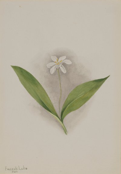 Queencup (Clintonia uniflora) od Mary Vaux Walcott