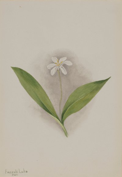 Queencup Clintonia uniflora, 1902. od Mary Vaux Walcott