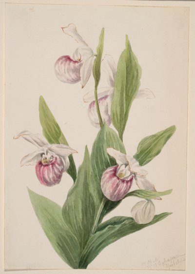 Střevíčník královnin (Cypripedium reginae) od Mary Vaux Walcott