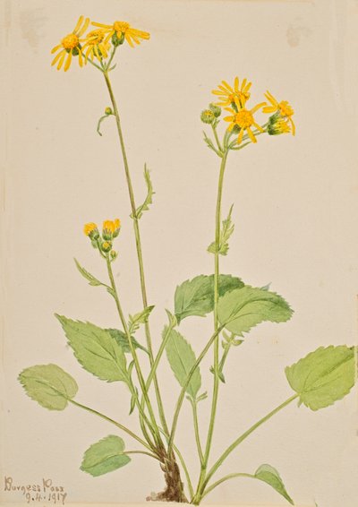 Starček Senecio burkei, 1917. od Mary Vaux Walcott