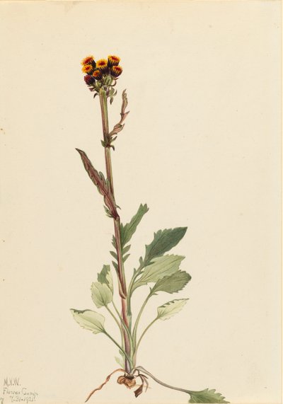 Svízel bezpaprskový Senecio pauciflorus, 1921. od Mary Vaux Walcott