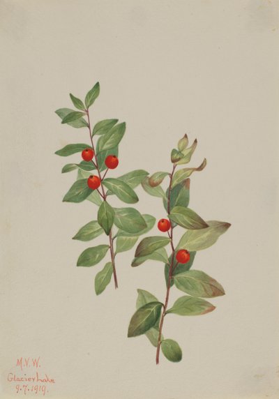 Červená Comandra Comandra livida, 1919. od Mary Vaux Walcott