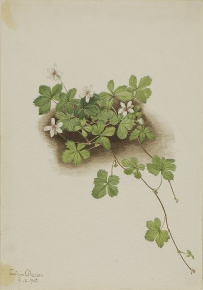 Ostružiník červený (Rubus pedatus) od Mary Vaux Walcott