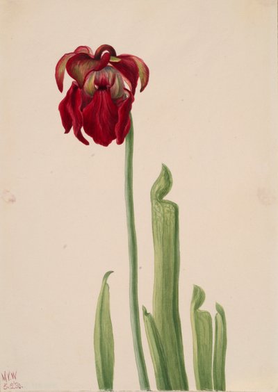 Červený džbán Sarracenia jonesii, 1930. od Mary Vaux Walcott