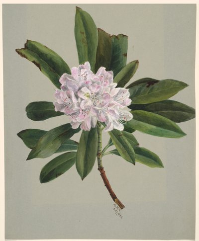 Rhododendron Maximum Rhododendron, 1880. od Mary Vaux Walcott