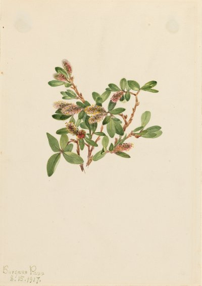 Rock Willow Salix petrophila, 1917. od Mary Vaux Walcott