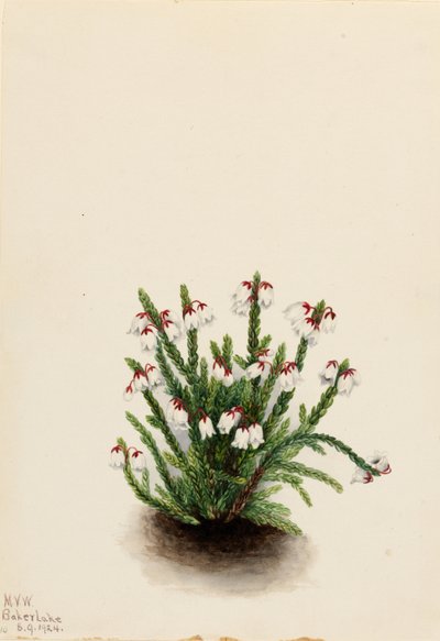 Cassiope skalní (Cassiope mertensiana) od Mary Vaux Walcott