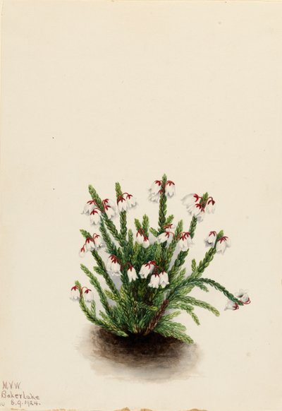 Rocky Mountain Cassiope Cassiope mertensiana, 1924. od Mary Vaux Walcott