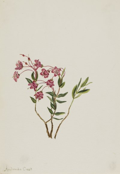 Kalmie skalní (Kalmia microphylla) od Mary Vaux Walcott