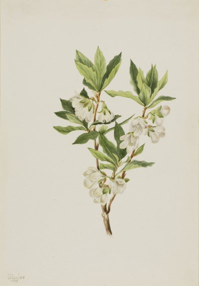 Rododendron skalní (Rhododendron albiflorum) od Mary Vaux Walcott