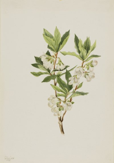 Rhododendron Rocky Mountain Rhododendron albiflorum, 1901. od Mary Vaux Walcott