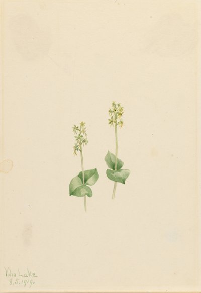 Skalní hora Twayblade (Ophrys necrophylla) od Mary Vaux Walcott