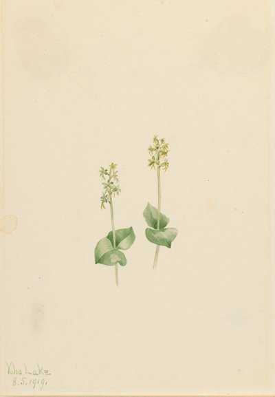 Rocky Mountain Twayblade Ophrys necrophylla, 1919. od Mary Vaux Walcott