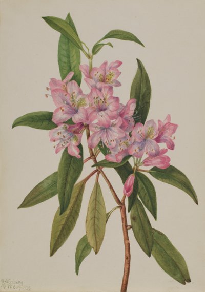 Rose-Bay Rhododendron Rhododendron carolinianum, 1932. od Mary Vaux Walcott