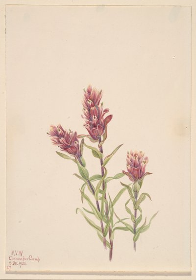 Růžový štětec Castilleja pallida, 1920. od Mary Vaux Walcott