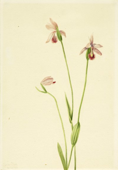 Pogonie růžová (Pogonia ophioglossoides) od Mary Vaux Walcott