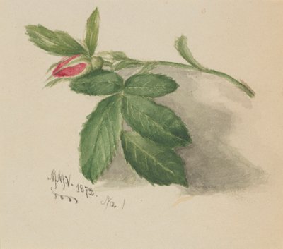 Rosebud od Mary Vaux Walcott
