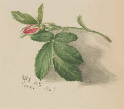 Rosebud, 1872. od Mary Vaux Walcott