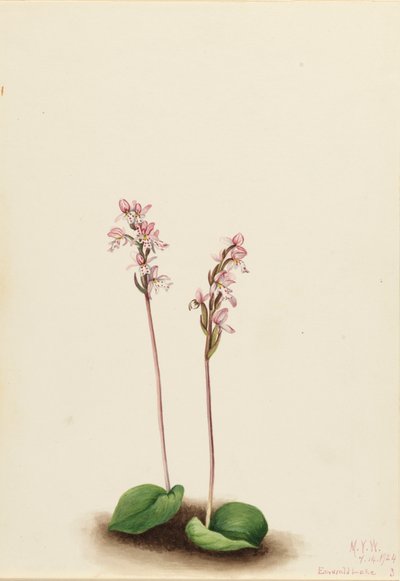 Orchis okrouhlolistý Orchis rotundifolia, 1924. od Mary Vaux Walcott