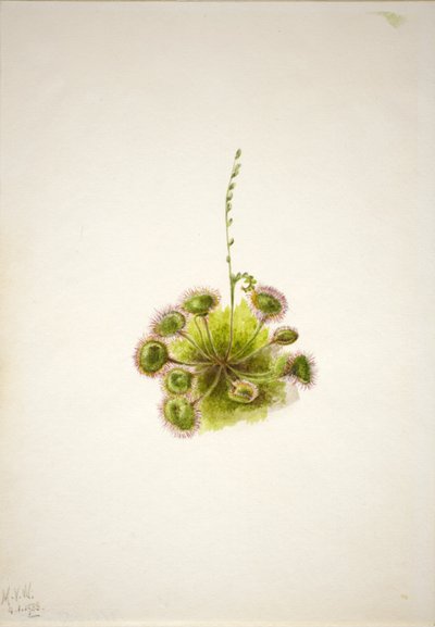 Rosnatka okrouhlolistá (Drosera rotundifolia) od Mary Vaux Walcott